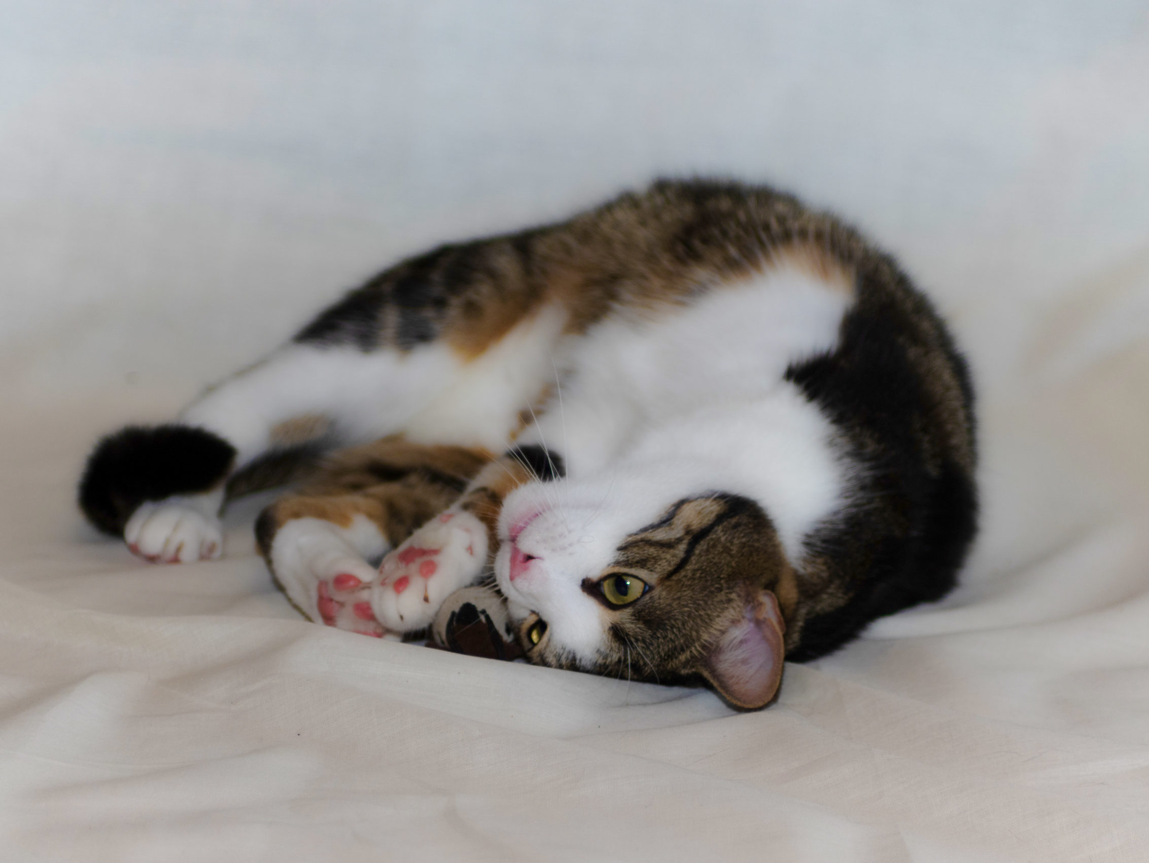 Janus (1 von 1) Einzeltraining_Katze