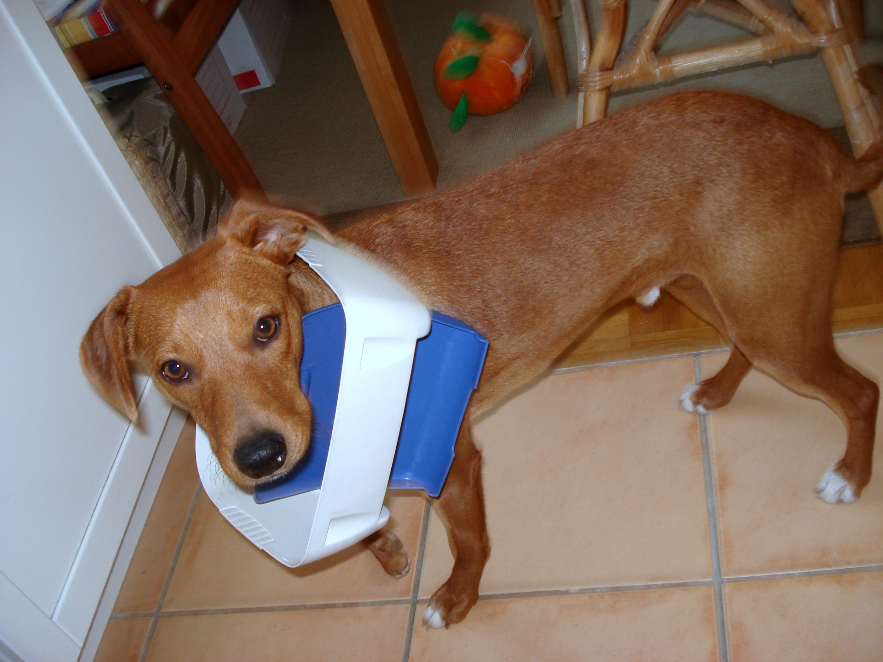 Mülleimer Einzeltraining_Hund