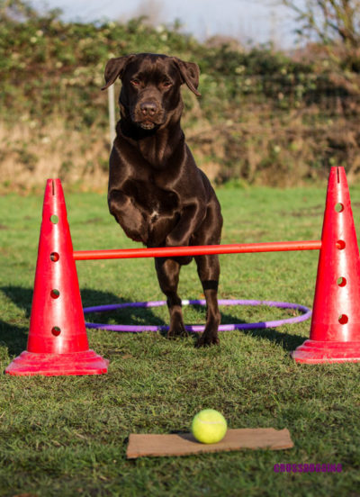 crossdogging