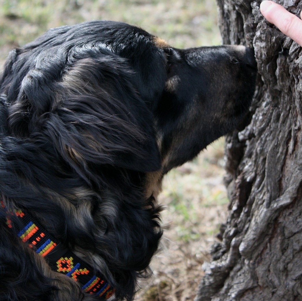 Hund_Suche