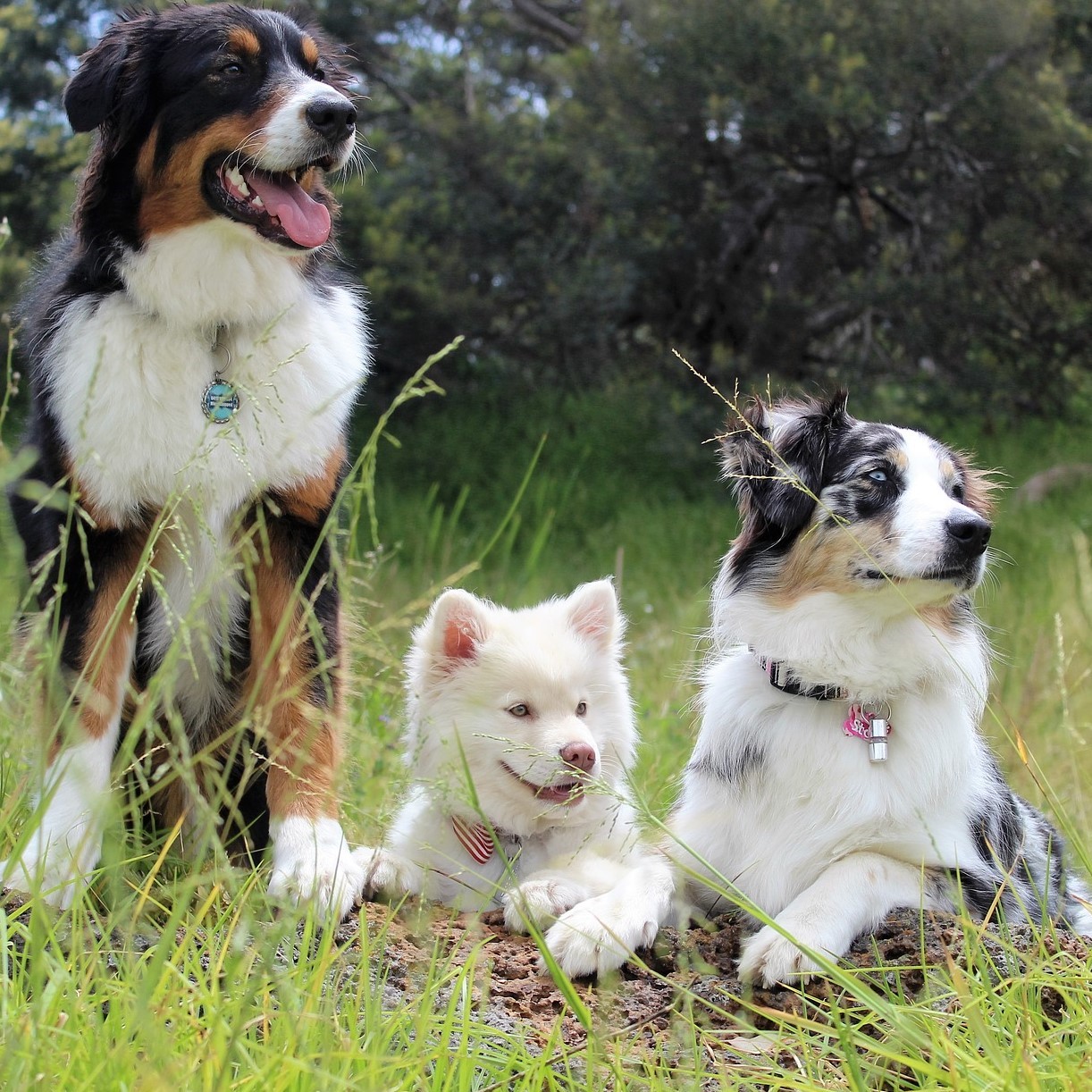 drei-Hunde1