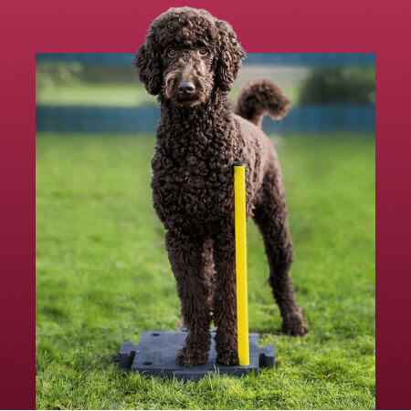 sqr-dog