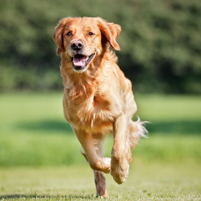 Hund läuft beim Rückruf auf die Bezugsperson zu