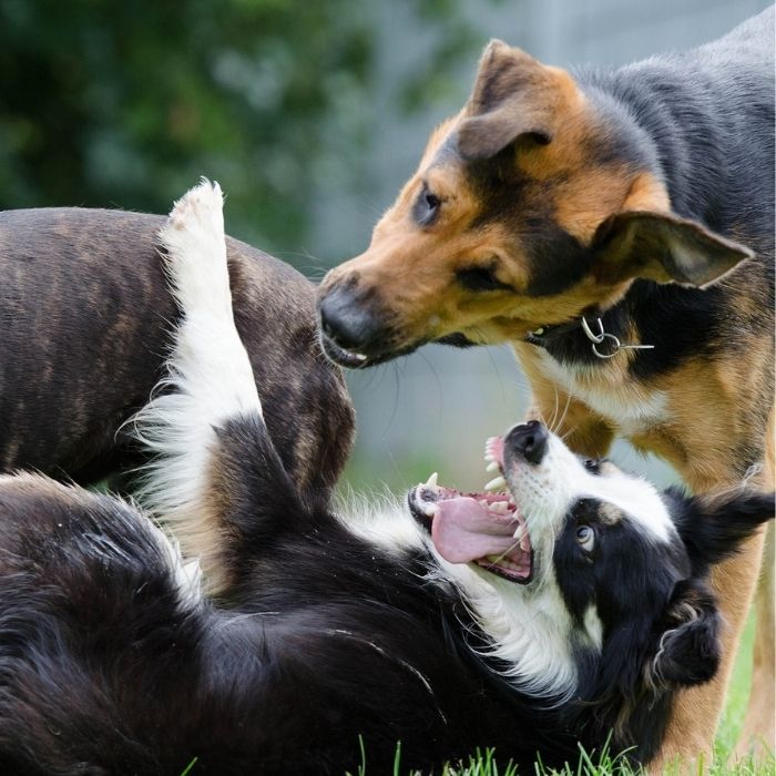 Mehrere Hunde in einer sozialen Interaktion