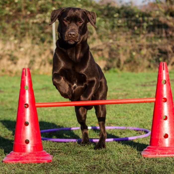 Hund steht bei einer Crossdogging-Aufgabe zwischen Pylonen und Trainingsgeräten